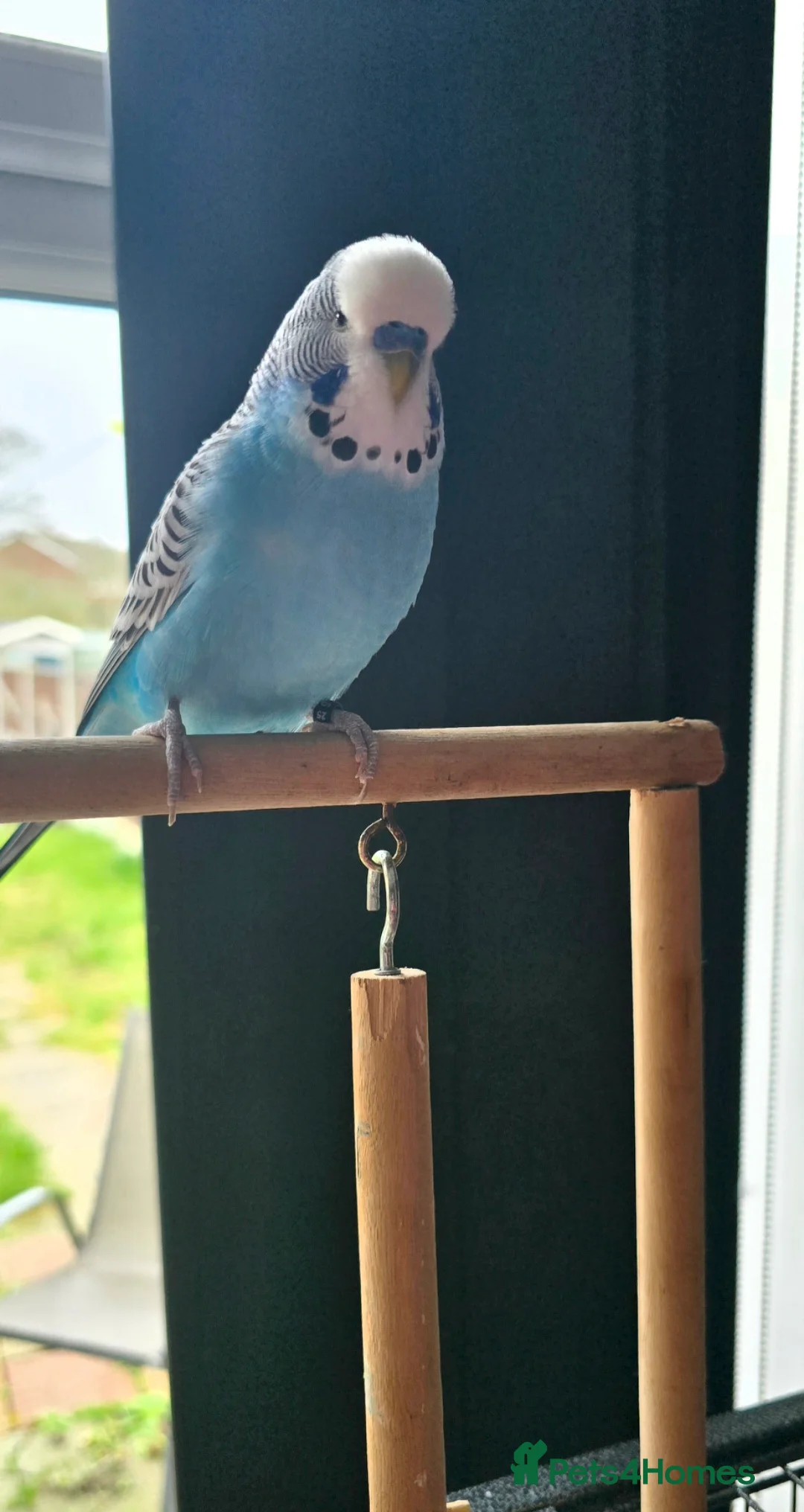 Budgerigars birds for sale: 2 Male Budgies and cage  in Romford - Advert 4