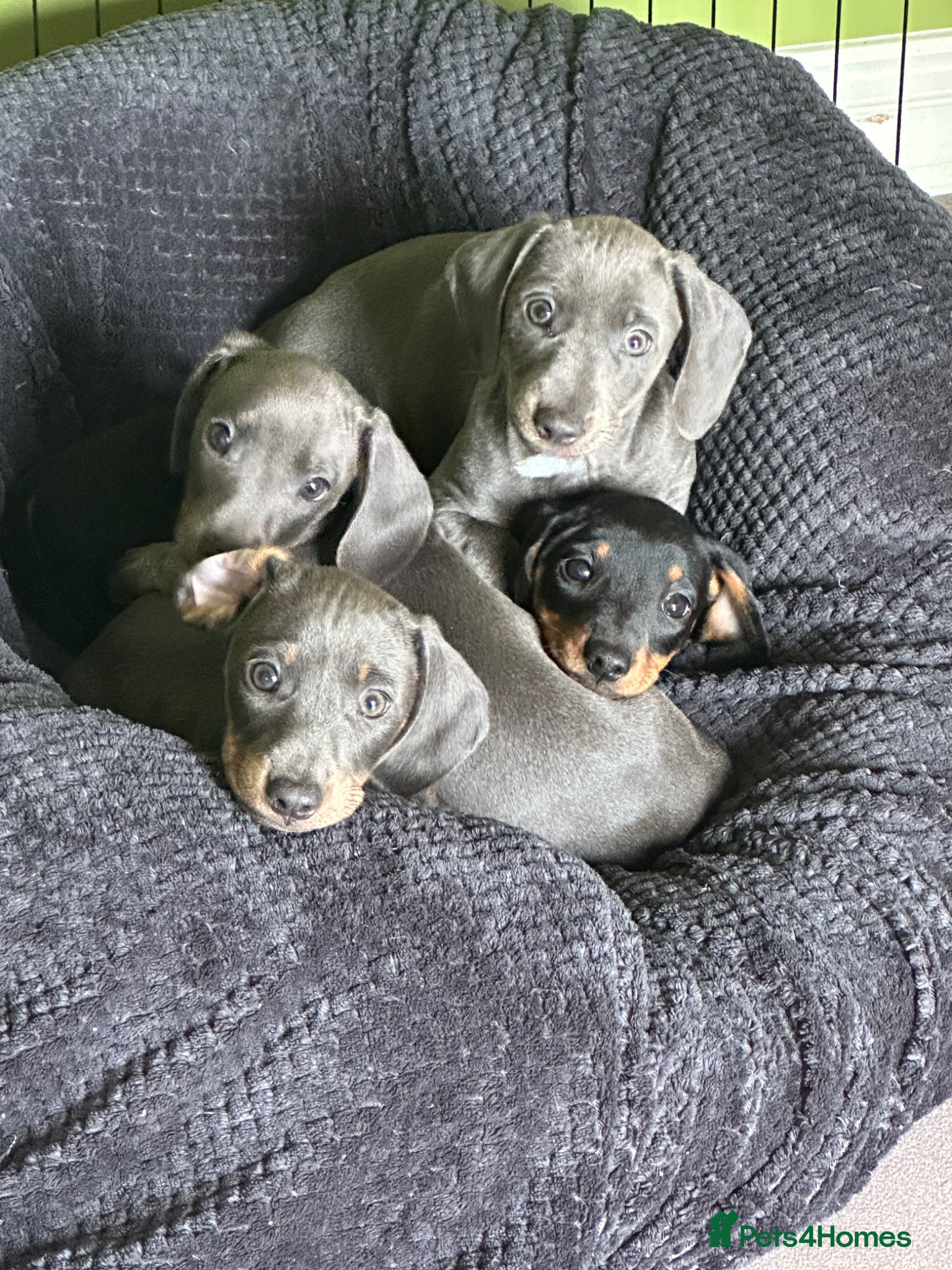 Miniature Dachshund dogs Miniature Dachshund  - Advert 21
