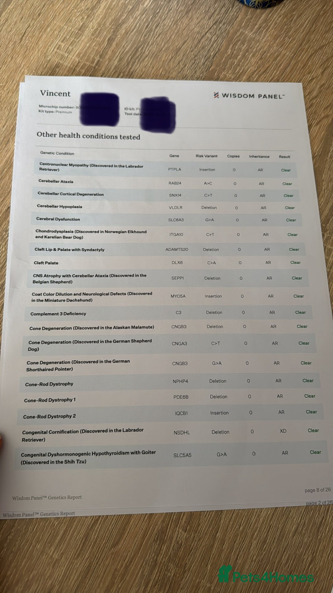 Toy Poodle dogs for stud: Vinnie the little king ❤️ - Advert 4