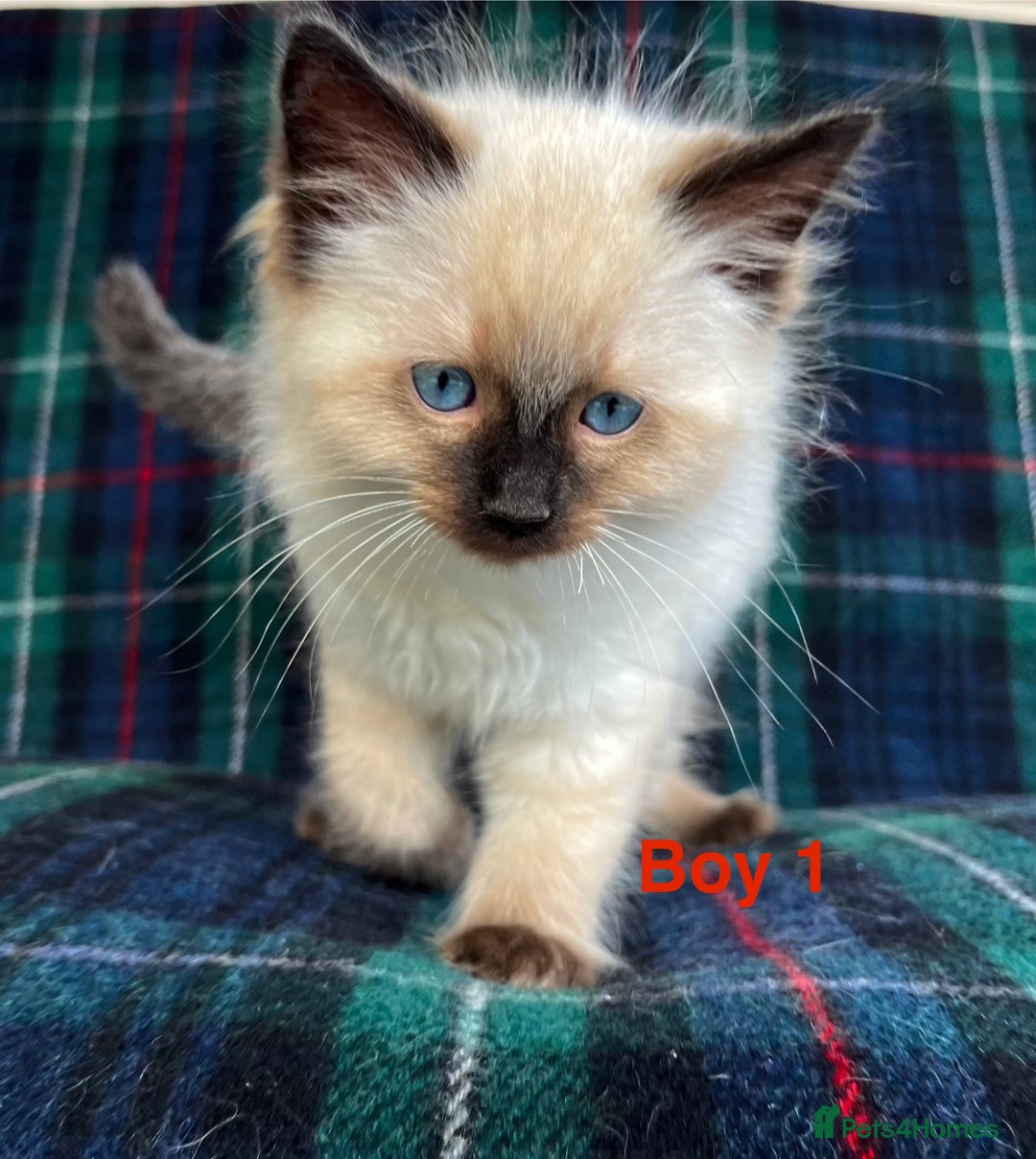 Ragdoll cats for sale: Ragdoll Kitten GCCF, ready now. - Image 6