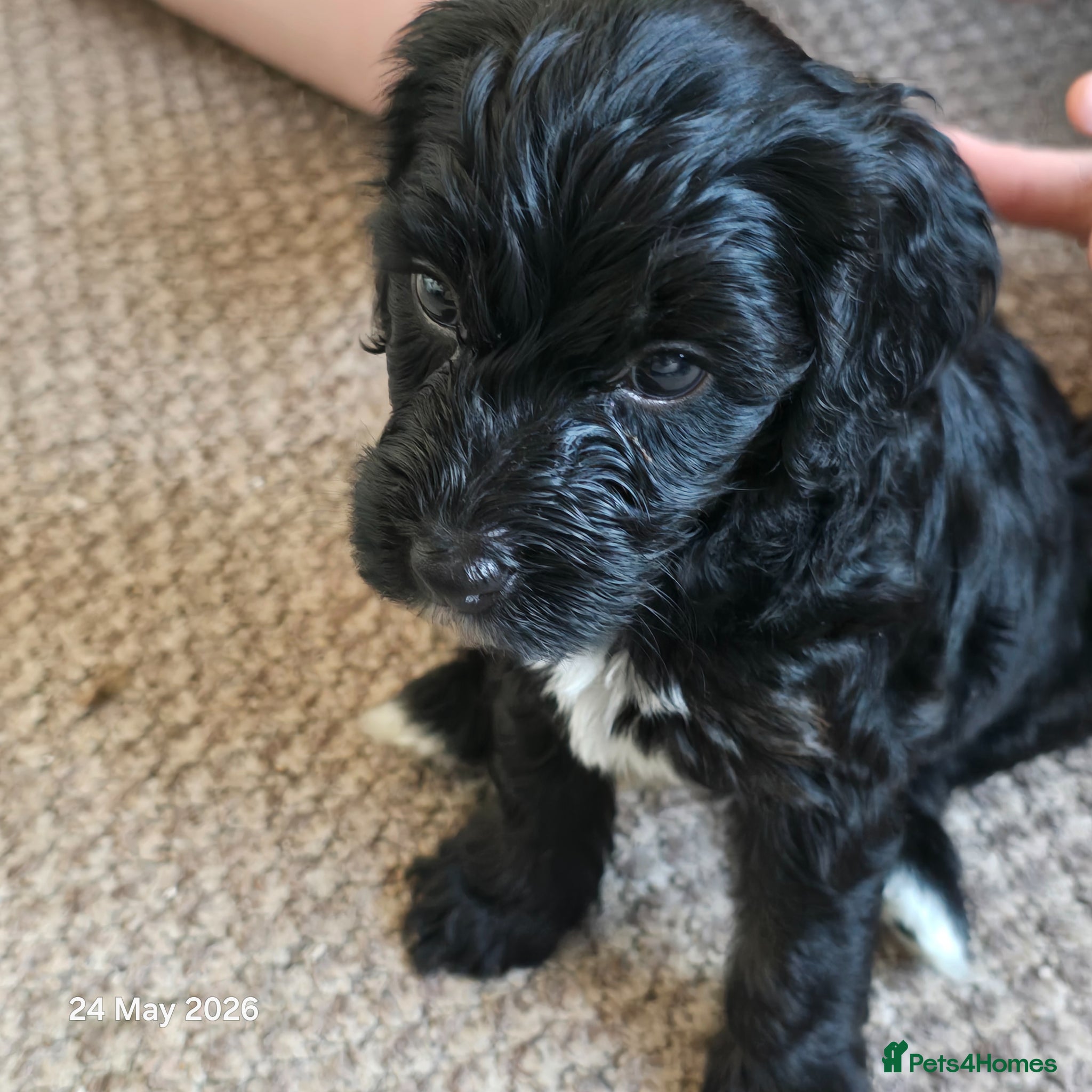 Mixed Breed dogs for sale: Cockapoo/ yorkiepoo mix in Saint Leonards-on-sea - Advert 5