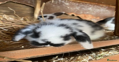 Mini Lop rabbits 3 beautiful bunnies left ready now  - Advert 2