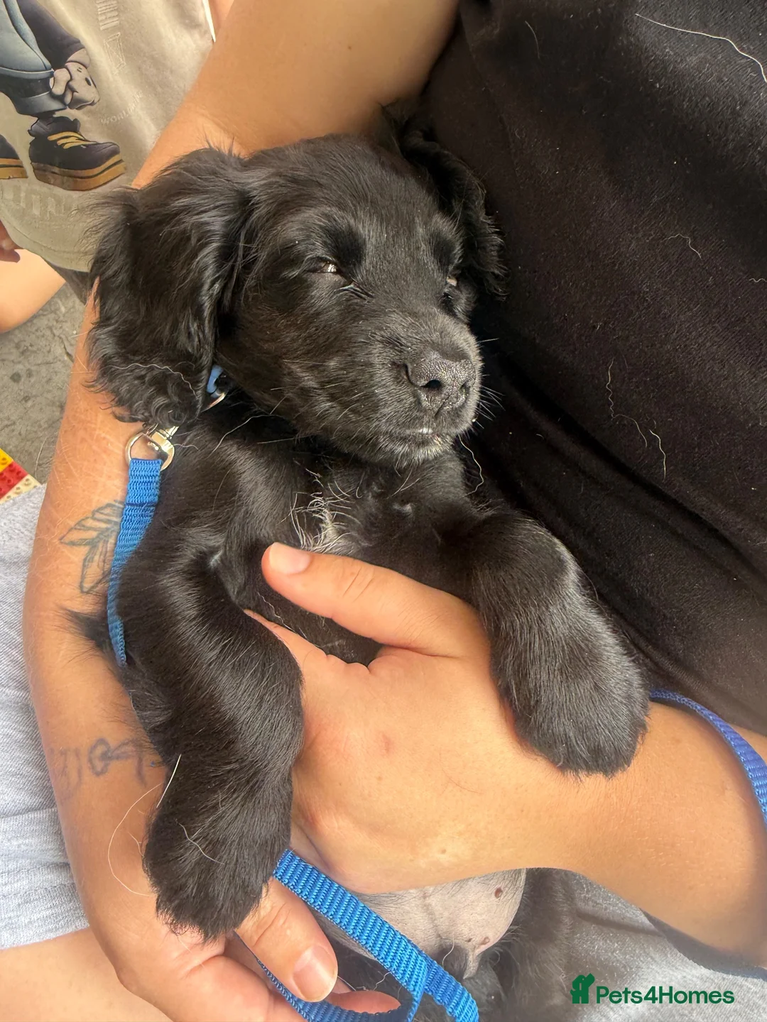 Cocker Spaniel dogs for sale: Cocker spaniel  - Advert 2