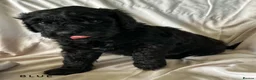 Newfypoo dogs for sale: 8 Beautiful F1 Newfypoo Puppies  - Advert 15