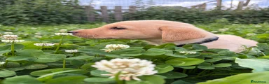 Labrador Retriever 3