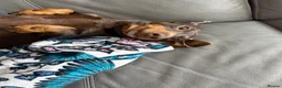 Miniature Dachshund dogs for sale: ⭐️ Sadly Rehoming Miniature Dachshund Girl ⭐️ - Advert 2