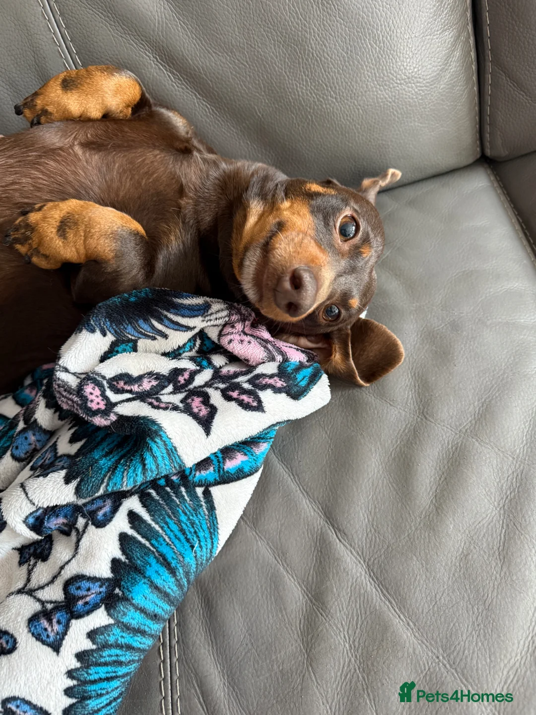 Miniature Dachshund dogs for sale: ⭐️ Sadly Rehoming Miniature Dachshund Girl ⭐️ - Advert 2