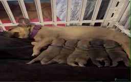 French Bulldog dogs for sale: French bulldog puppies  - Image 13