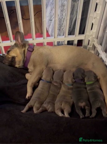 French Bulldog dogs - Advert 2