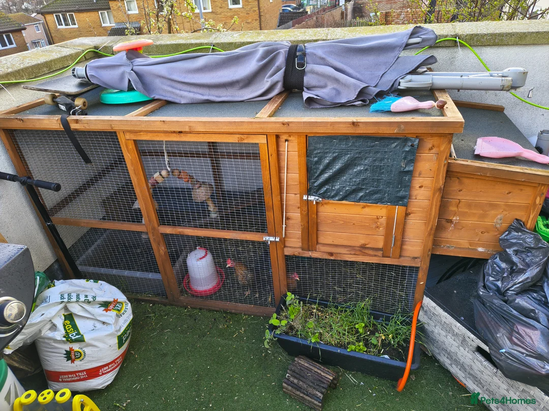 Chickens poultry for sale: Saramas and old English game. - Advert 2