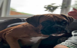 Boxer dogs for sale: Beautiful girl deserves the world 8 months old - Image 12