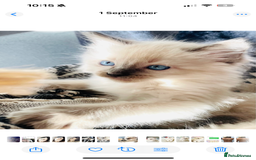 Ragdoll cats for sale: Ragdoll kittens (ready to leave now) - Image 2