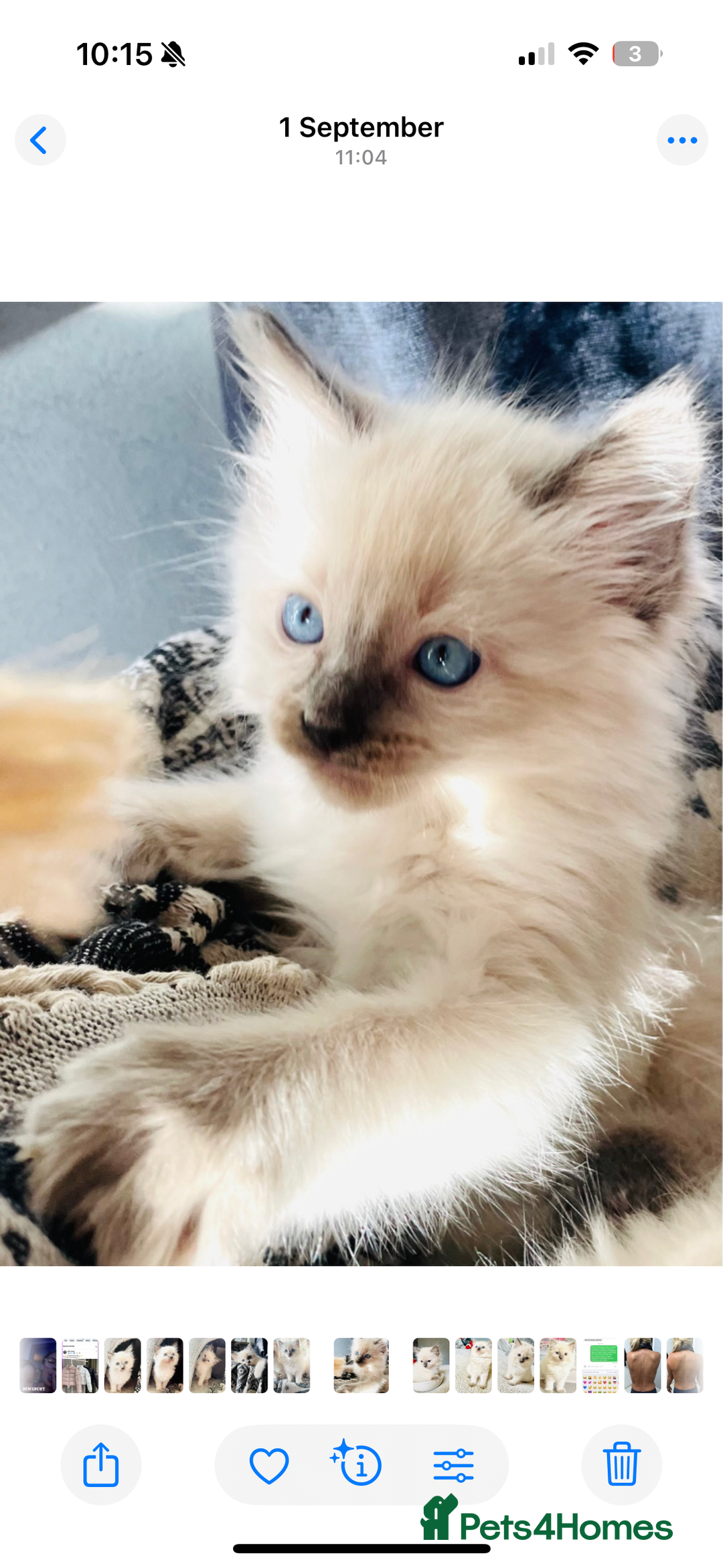 Ragdoll cats for sale: Ragdoll kittens (ready to leave now) - Image 2