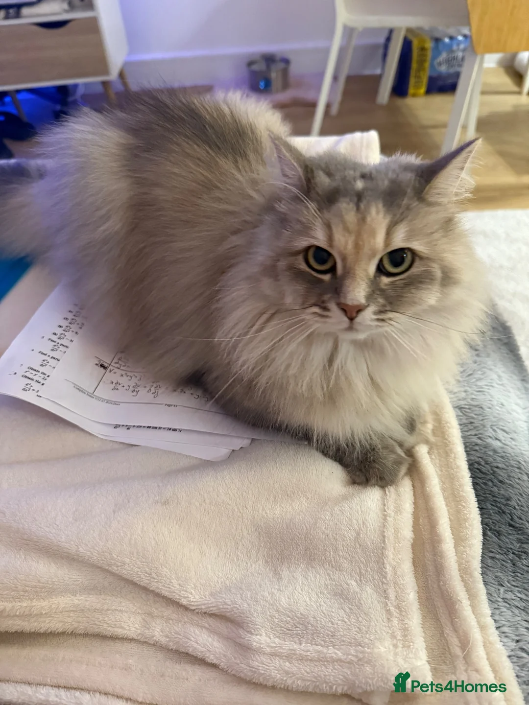 Siberian cats for sale: 💕 Luna & Kiwi — Inseparable Indoor Cats  in Liverpool - Advert 6