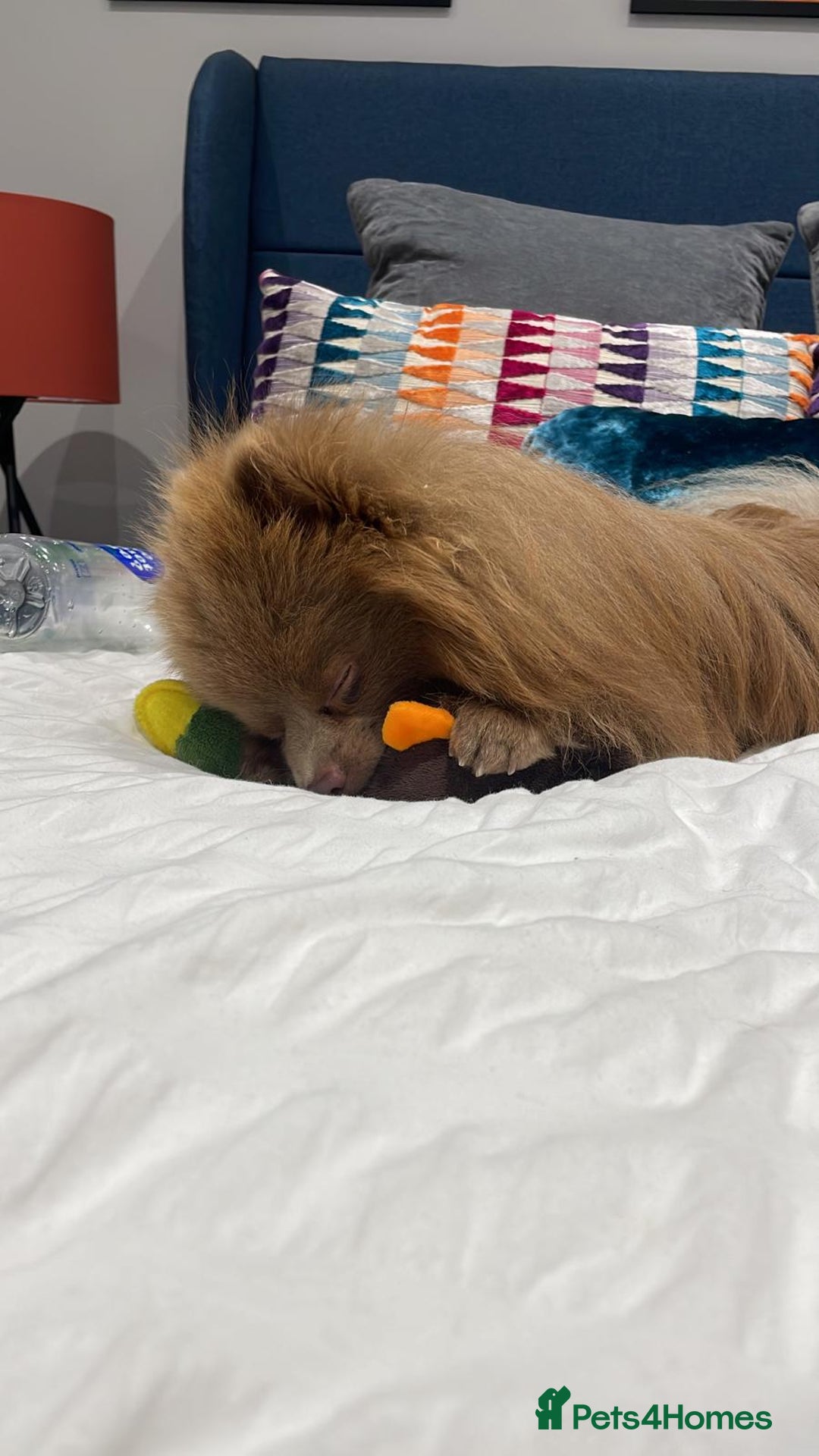 Pomeranian dogs for stud: Kai Kai lilac boy 💜  ( STUD ONLY ) (PROVEN)  in Liverpool - Advert 6