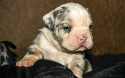 Olde English Bulldogge dogs for sale: Olde English Bulldog puppies - Image 17