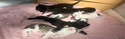 Domestic Shorthair cats for sale: Kittens forsale  - Advert 18