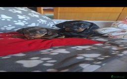 Dachshund dogs for sale: Beautiful Dachshund Puppies - Advert 32