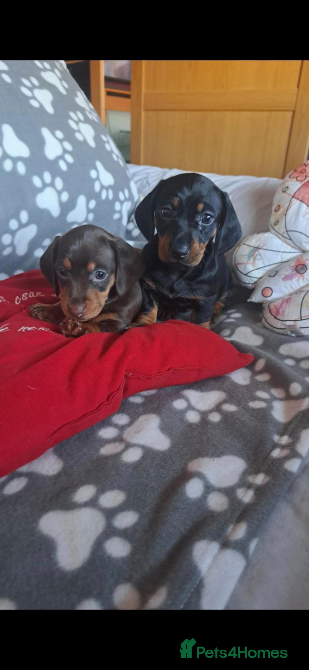 Dachshund dogs for sale: Beautiful Dachshund Puppies - Advert 32