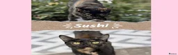 Mixed Breed cats for sale: Cat & Kittens Adoption ☺️ - Advert 6