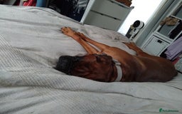 Boxer dogs for sale: PEDIGREE MALE BOXER - Image 3