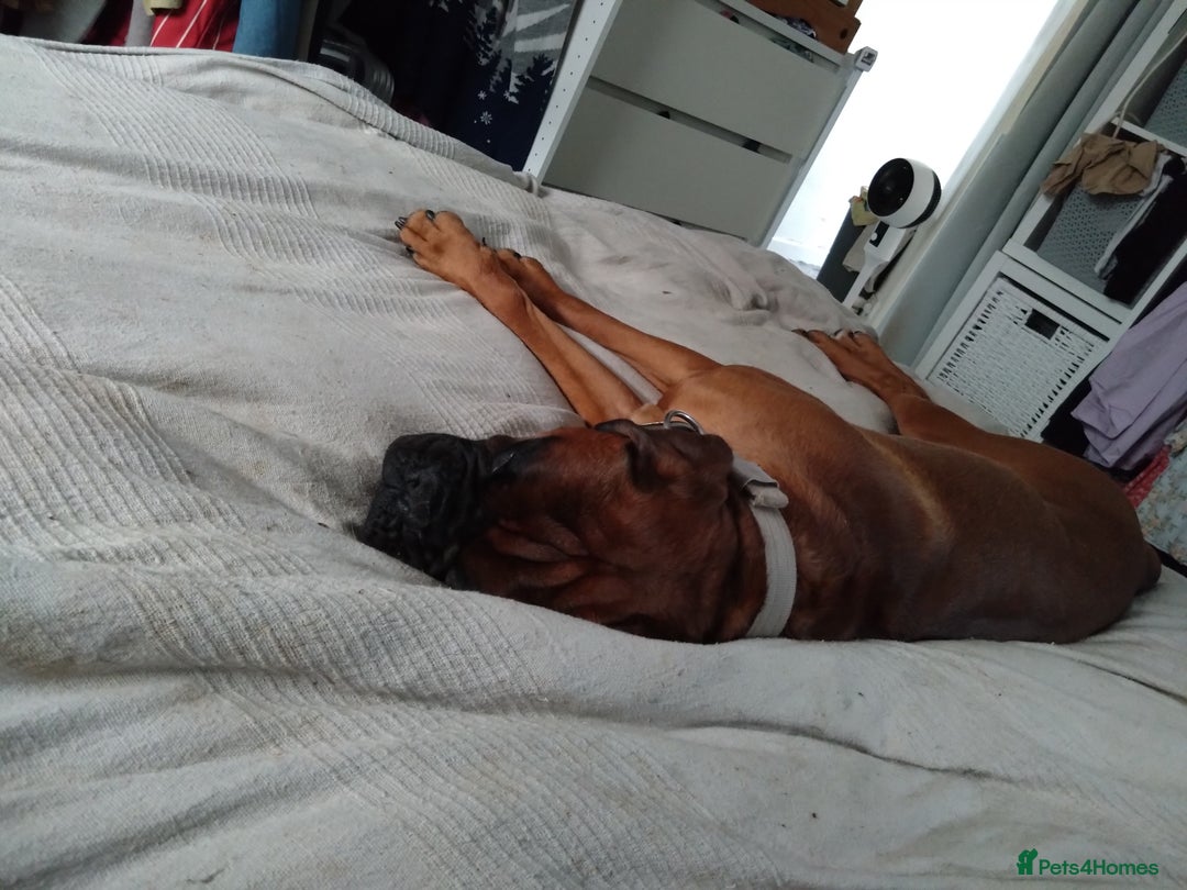 Boxer dogs for sale: PEDIGREE MALE BOXER - Image 3