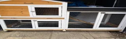 Guinea Pig rodents for sale: 3 boy guinea pigs  in Sheringham - Advert 10