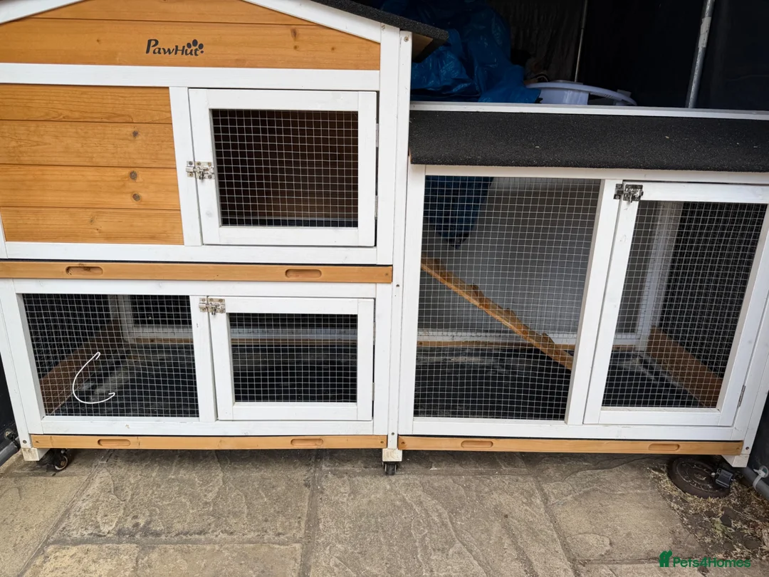 Guinea Pig rodents for sale: 3 boy guinea pigs  in Sheringham - Advert 10