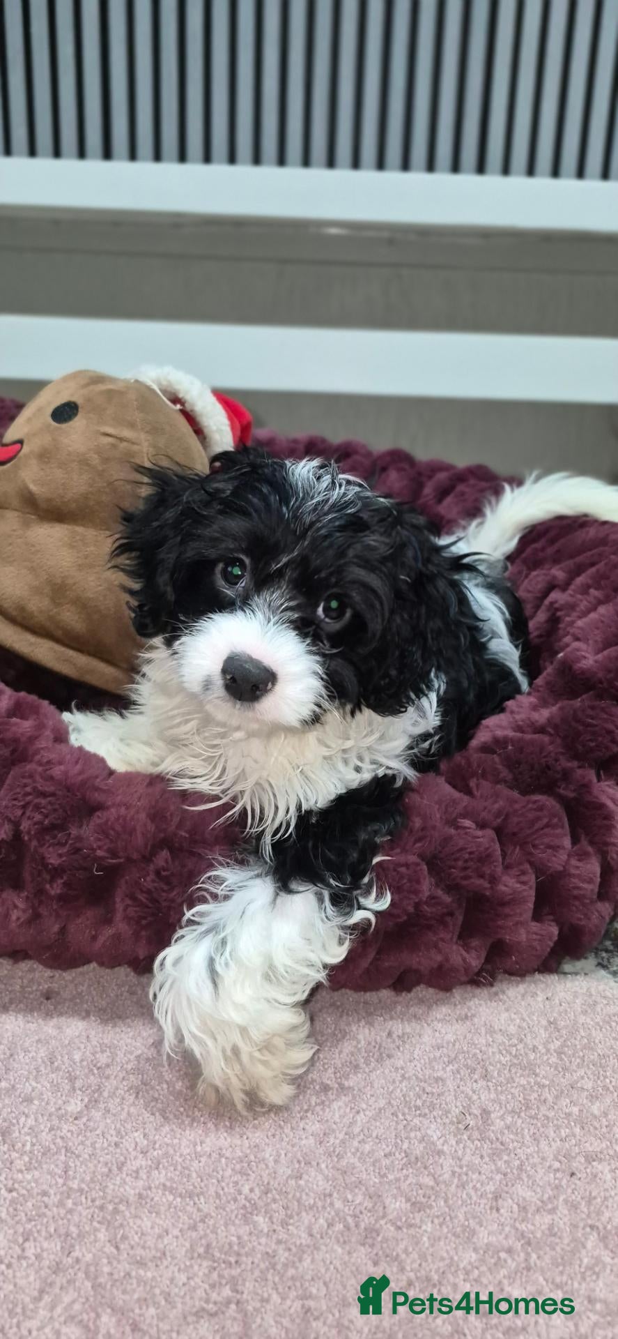 Cavapoo dogs for sale: Rare colour F1 Cavapoo puppy only one available  - Advert 6