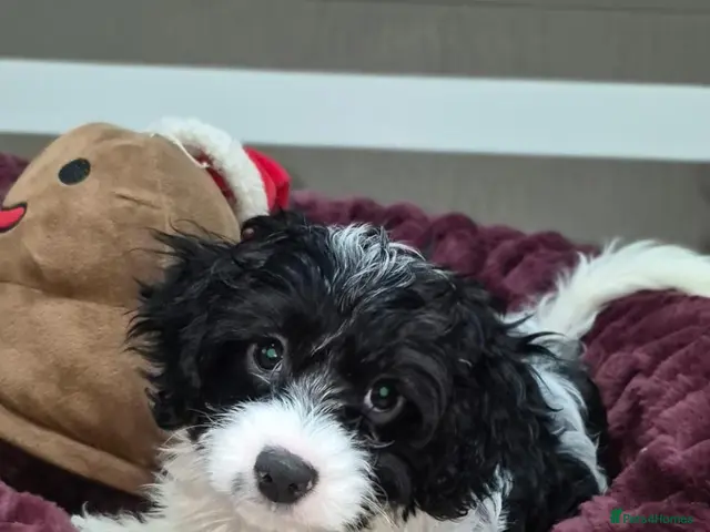 Cavapoo dogs for sale: Rare colour F1 Cavapoo puppy only one available - Advert 6
