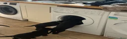 Labrador Retriever dogs for sale: 8 Black Labrador Pups - Advert 2