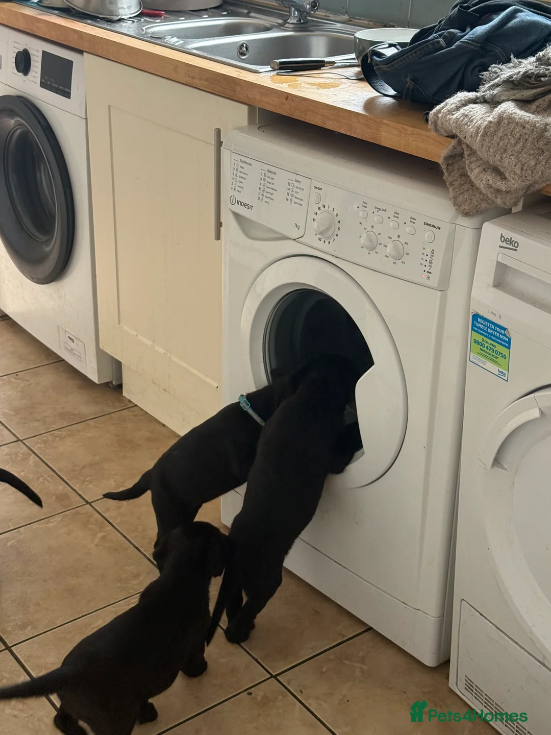 Labrador Retriever dogs for sale: 8 Black Labrador Pups - Advert 2