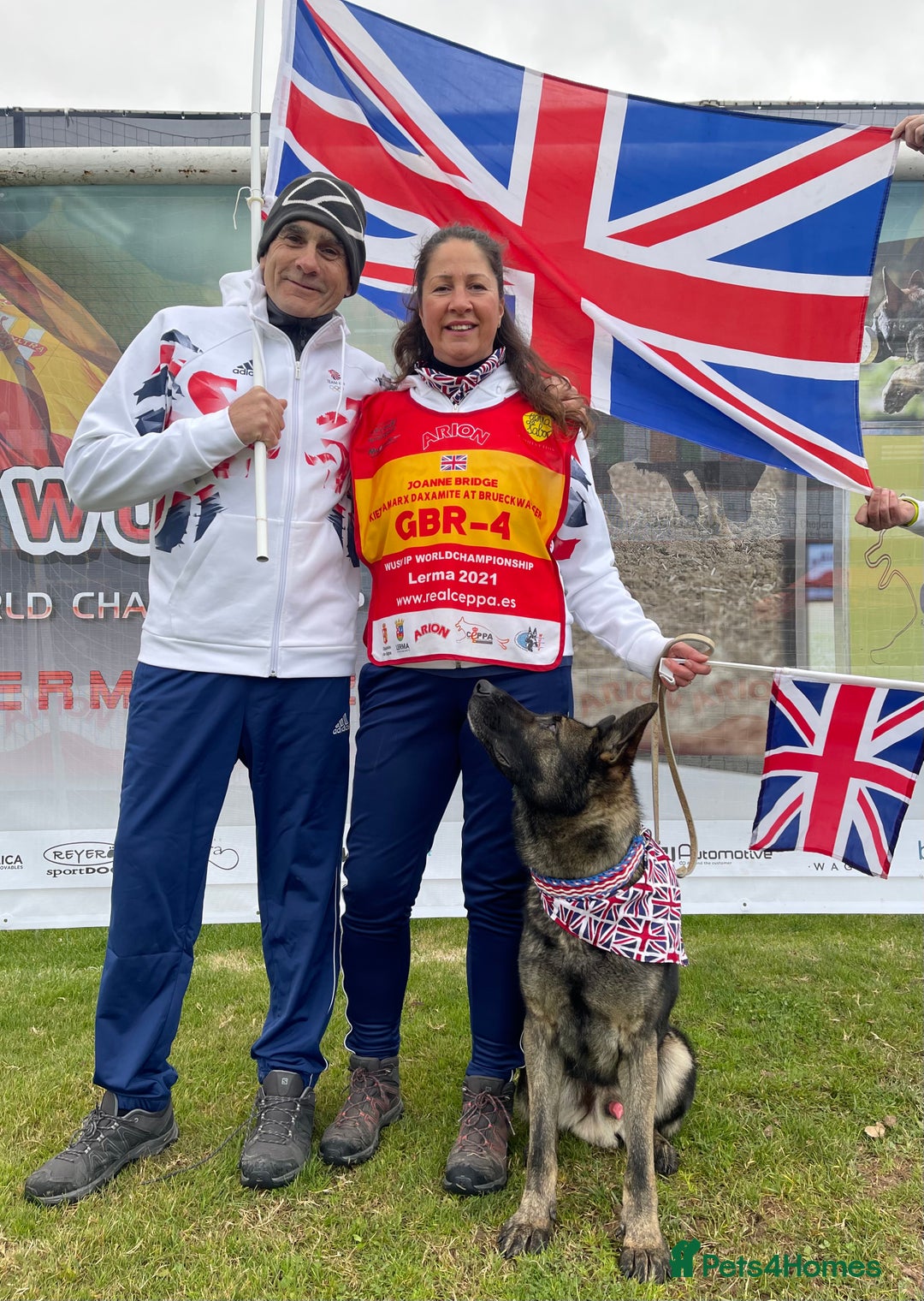 Border Terrier dogs for sale: Stunning Border Babies 🐾 Dog Training Family 🐾 - Advert 11