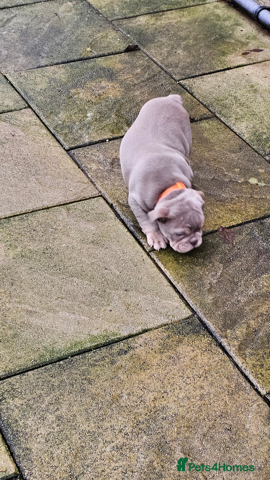 English Bulldog dogs for sale:  English Bulldogs - Advert 12