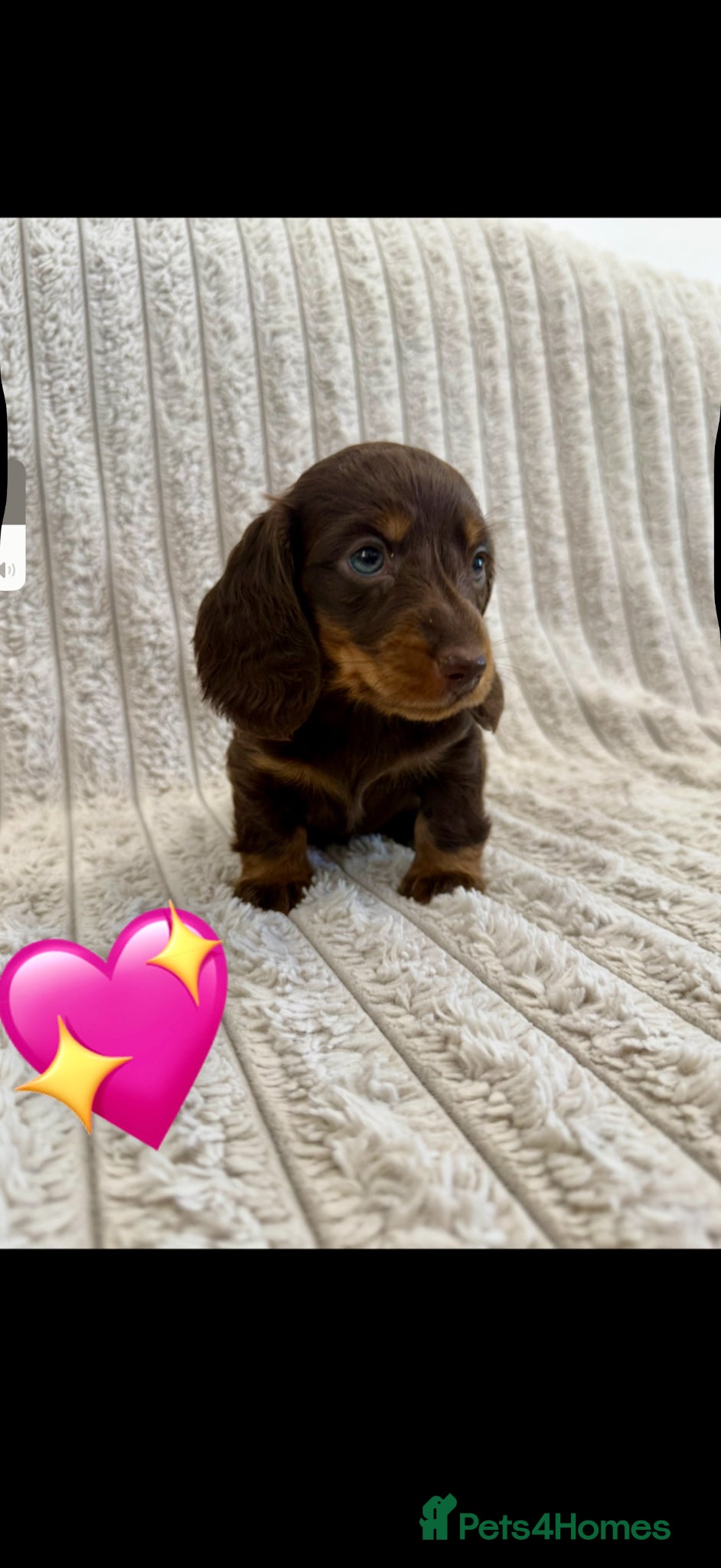 Miniature Dachshund dogs Quality long hair minature dachshund looking 🏡 - Advert 2