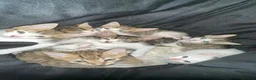 Mixed Breed cats for sale: 7 Kittens For Sale | Mixed Breed Bengal - Advert 1