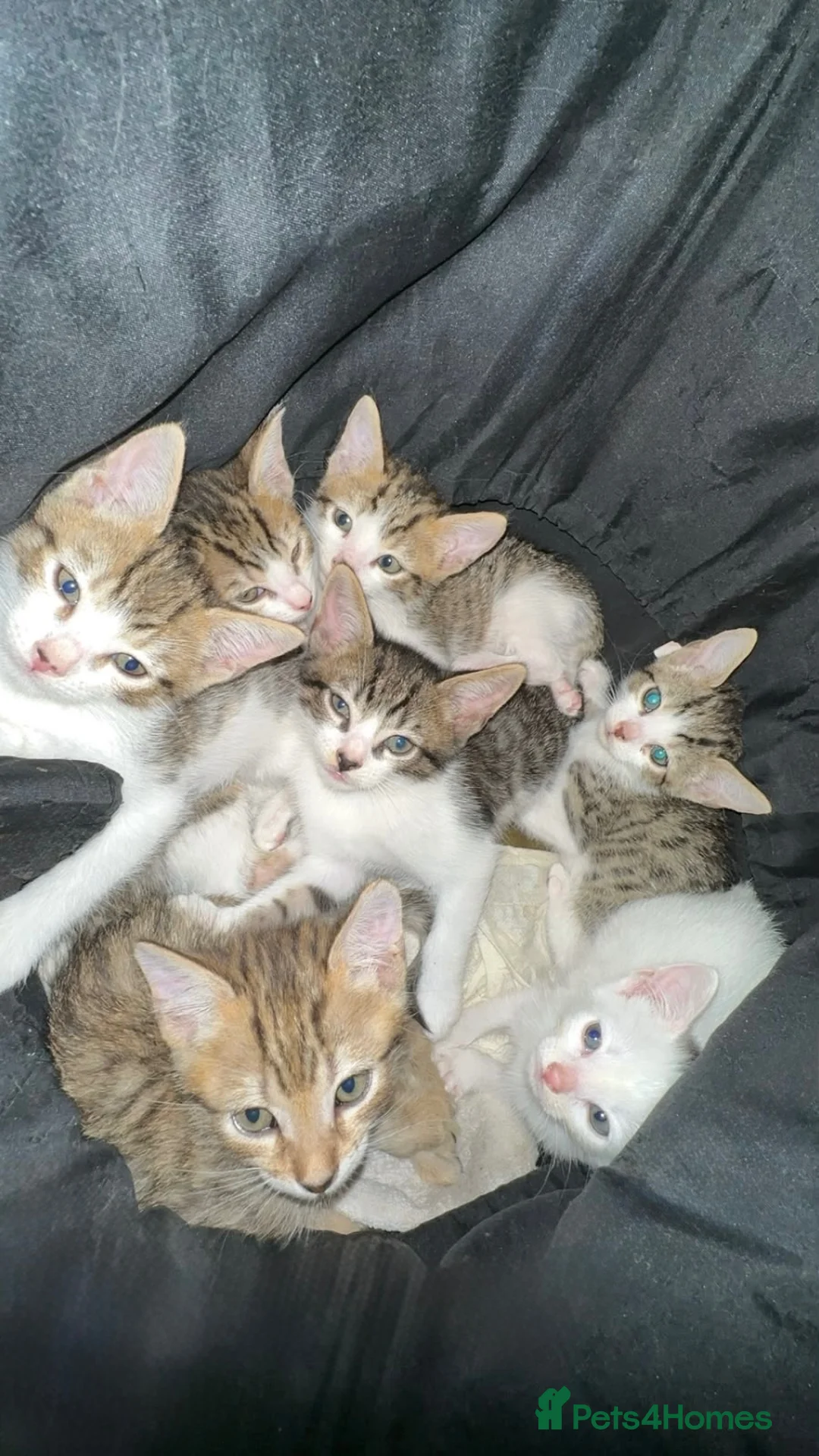Mixed Breed cats for sale: 7 Kittens For Sale | Mixed Breed Bengal - Advert 1