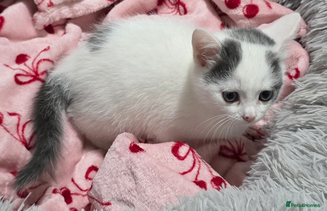 Mixed Breed cats for sale: 💫Looking To Rehome Our Gorgeous Girl Snowy💫 - Advert 6