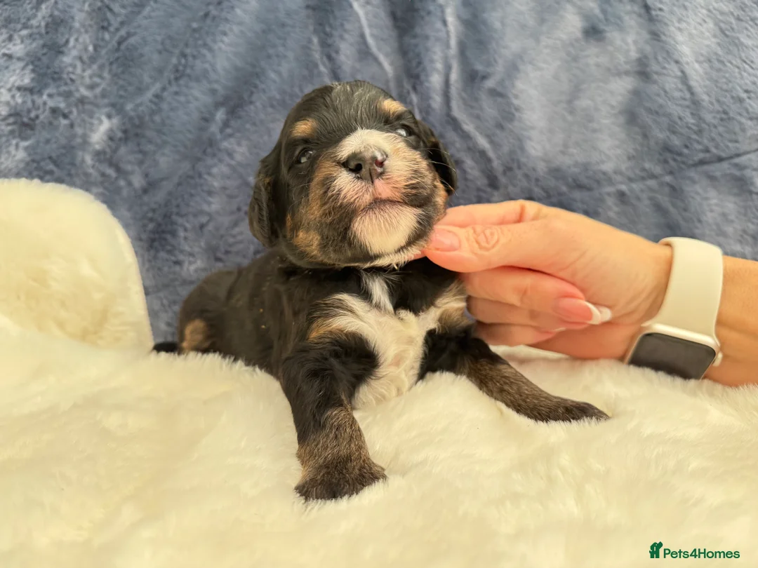 Bernedoodle dogs for sale: Gorgeous Bernedoodle puppies 🖤 - Advert 11