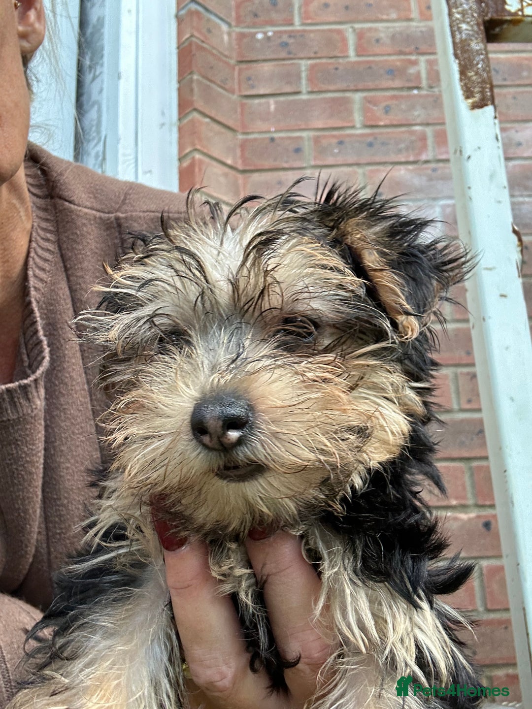 Yorkshire Terrier dogs for sale: Yorkshire terriers 1 boy 3 girls - Image 4