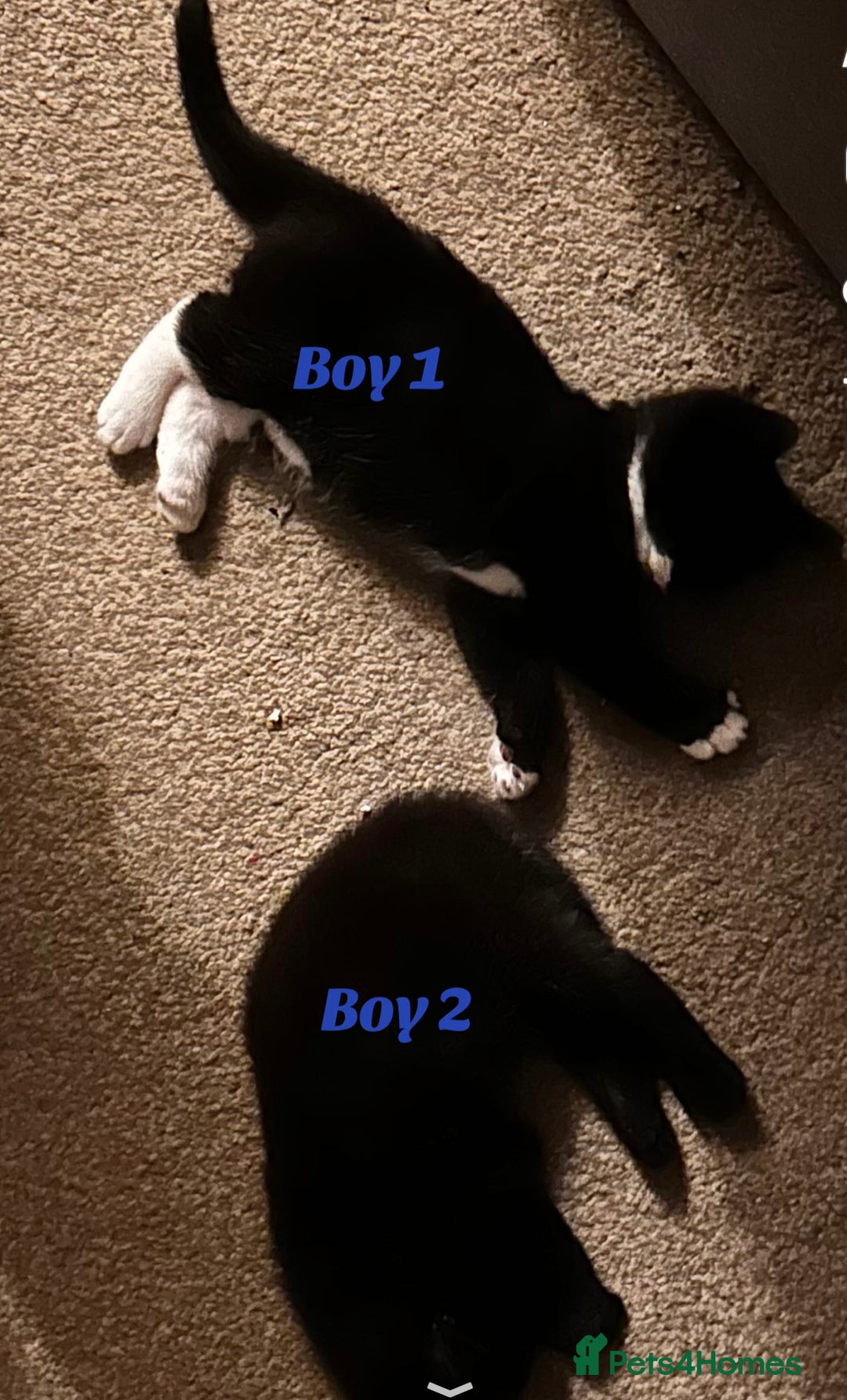 Ragdoll cats for sale: Ragdoll/British shorthair - Advert 4