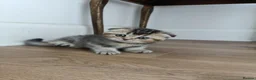 British Shorthair cats for sale: Lovely kittens  - Advert 30