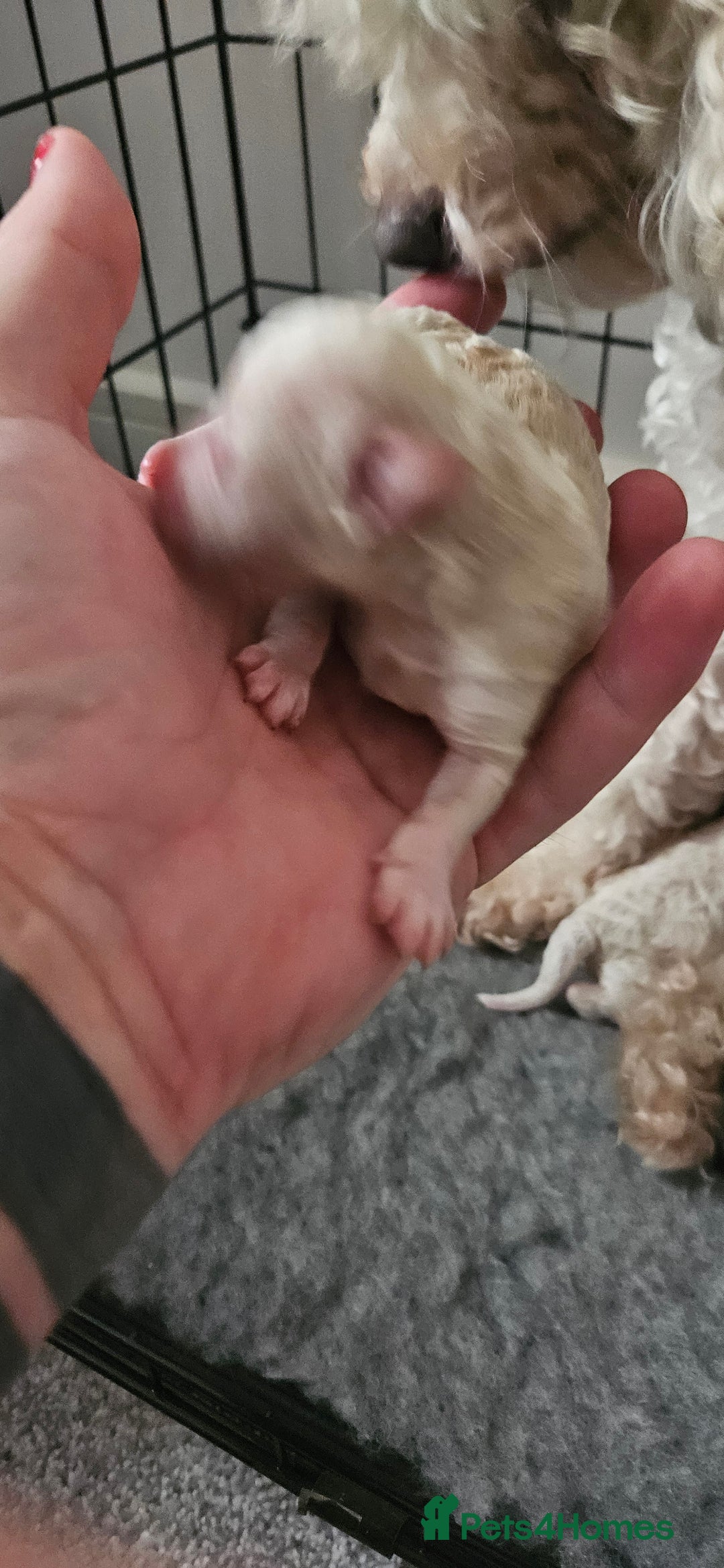 Toy Poodle dogs for sale: Beautiful Toy Poodles - Advert 6