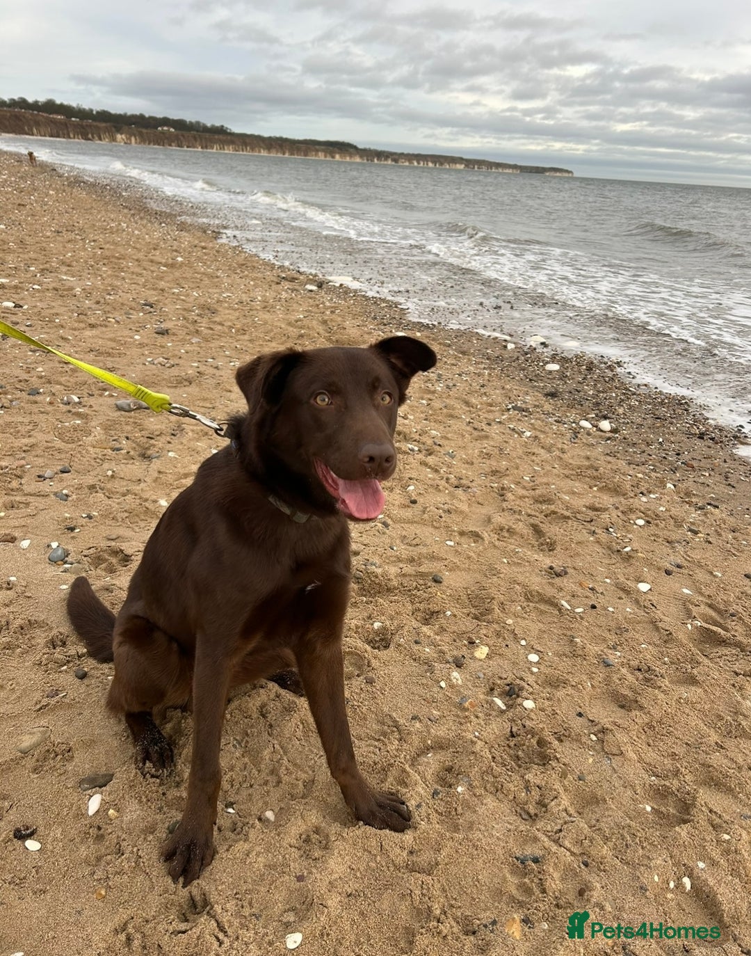 Mixed Breed dogs for sale: Chocolate labrador x Welsh collie, 1 year old  - Image 5
