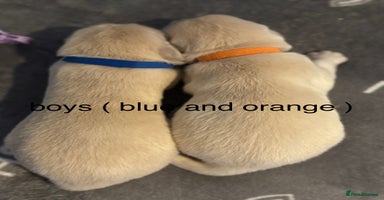 Golden Retriever dogs - Advert 13