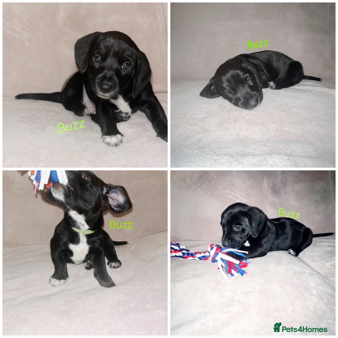 Mixed Breed dogs for sale: Dalmatian x dachshund  - Advert 8