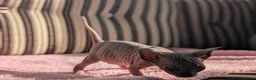 Sphynx cats for sale: Ready for reservation  - Advert 5