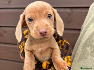 Dachshund dogs 🎅Beautiful miniature dachshunds🏡 - Advert 1
