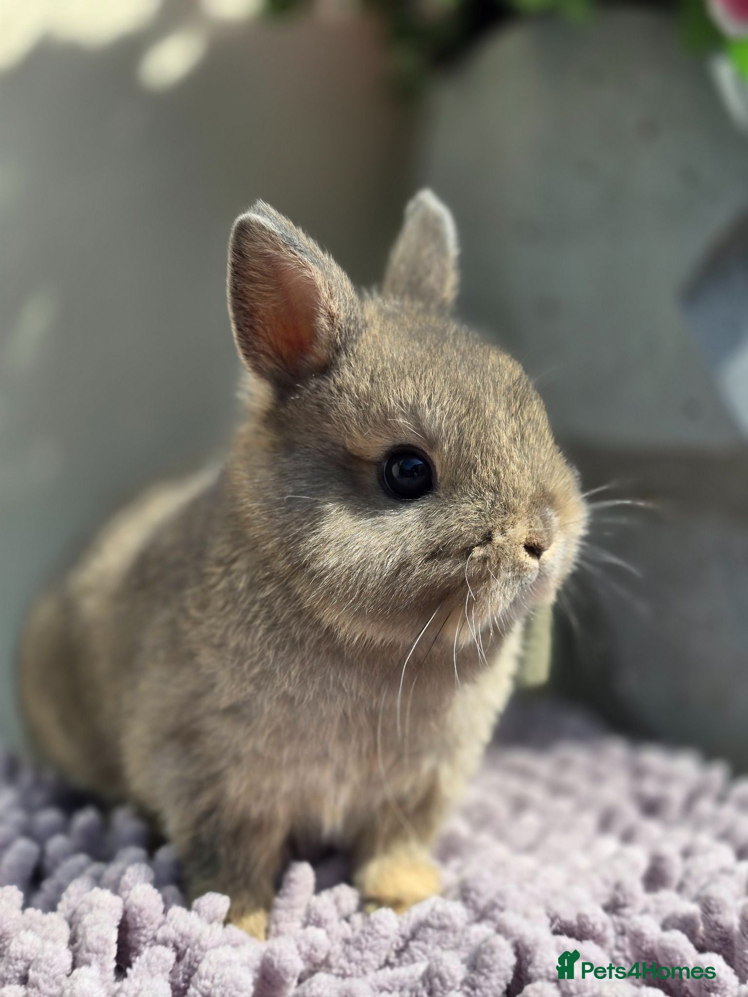Angora rabbits Netherland Dwarf brothers  - Advert 16