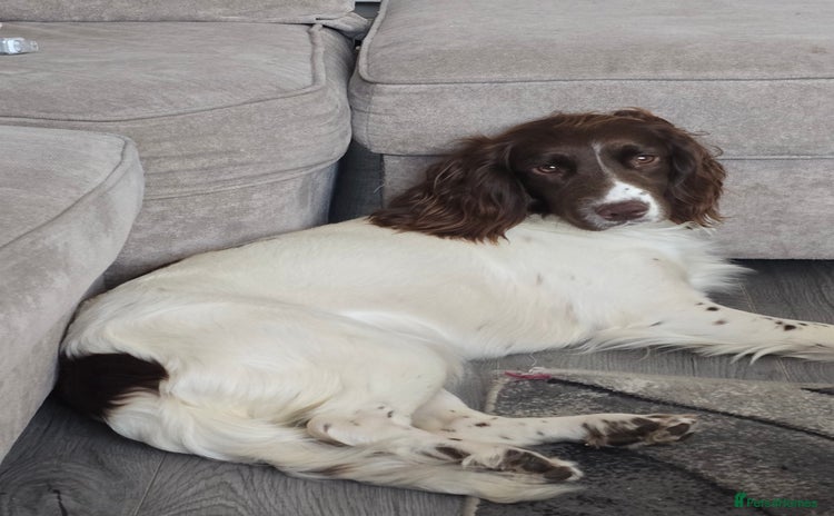 Mixed Breed dogs - Advert 6